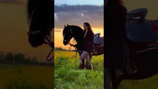 Как мы вам? #фриз #жеребец #friesianhorse #horse #конныйтуризм #конныйблог #equestrian #sunset