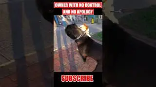 Dog Attacked My Cane Corso 