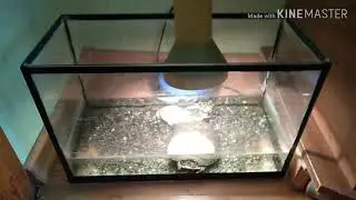 Температура воды для черепахи