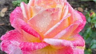 ROSE BLOOMING 2021, SEPTEMBER ❤️‍🔥💪 I'M SO HAPPY 🤪... I'M SO HAPPY🥰😎👍
