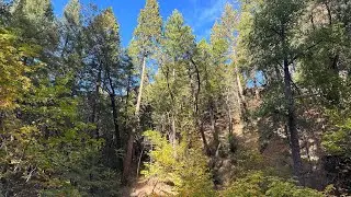 Oregon Grape Springs — A place of healing… Fall 2024