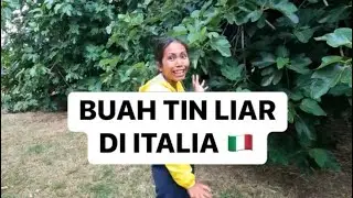 Nemu Pohon Buah Tin lebat sekali