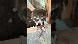 Moa will auch ganz schnell etwas essen 🦉😂 #eule #kauz #hunger