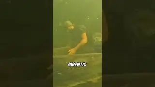He caught WHAT ? 😱 #shorts #shark #thalassophobia #creatures #viral