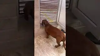 Грустный хозяин=грустная собака😵‍💫 