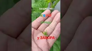ОГУРЦЫ КУРАЖ УСЫ ПАСЫНКИ ОБРЫВАЕМ 🥒🌿🪣💯❤️...