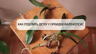 Как отделить детку у орхидеи фаленопсис