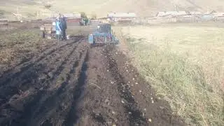 Копаем картофель минитрактором