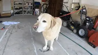 Maggie Gets A Wash | Dog Wash | Dog Rolled in Pooh