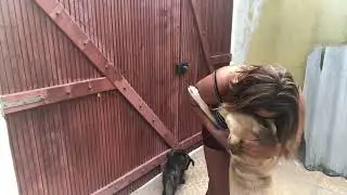 Amor incondicional   Meus animais de rua