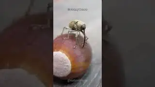 Acorn Weevil | The Drill Insect