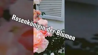 Rosenkönigin der Blumen