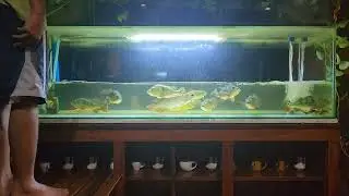 Ep. 38 Weekly Water change for our Predator fish tank