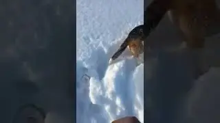 ОХОТА НА СНЕГОХОДЕ. ЗАЙЧИК  БЕЛЯК.