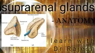 SUPRARENAL GLANDS