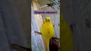 Волнистый попугай надулся как шарик! Попугай мёрзнет... Чика замёрз