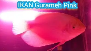 GURAMEH PADANG PINK