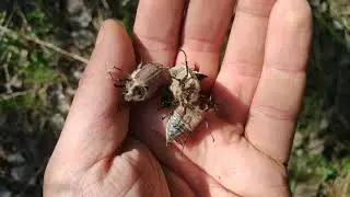 🐞 Майский жук хрущ / как наловить много хруща 🐞