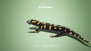 Salamander Asset