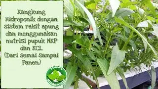 Hydroponic water spinach floating raft system with NPK fertilizer