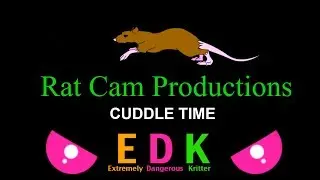 Rat Cam - 110 - Cuddle Time