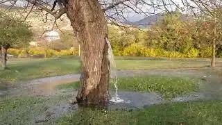 Is this even possible a tree causing flood !?😒