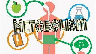 Moddalar almashinuvi jarayoni. Metabolism. Метаболизм
