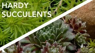 Hardy Succulents // Sempervivum and sedum