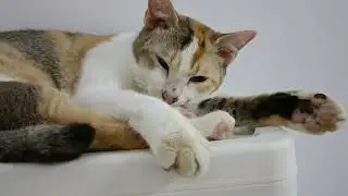 Sleepy Cat Stare GO AWAY