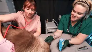 A Relaxing ASMR Real Person Veterinary Clinic For Cats