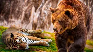 7 Animals That Could Defeat A Tiger