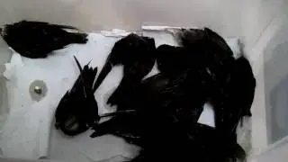 12.07.2016, 11 стрижей.