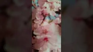Один раз в год  сады цветут.11.10.2020.