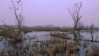 Nature & Bird Sounds | 1 Hour | Ambience for Sleeping, Relaxing and Studying Background