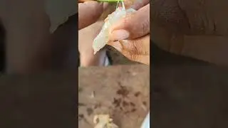 Full video watching WORLD MAN COOKING Channel