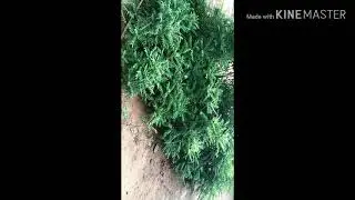 My Garden Tour
