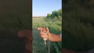 9 iyulda ushlangan bedana-A quail caught on July 9