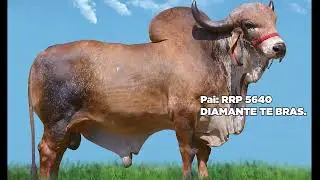 EDVL 9