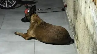 I love my #dogs