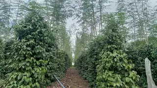 Atualização da pimenta plantada na moringa