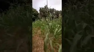 #shorts #shortsvideo #2022 #nature #naturelovers #marruecos #maroc #morocco #tamazight #tamazirt