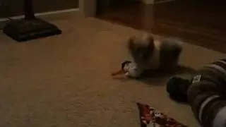 Puppy Play