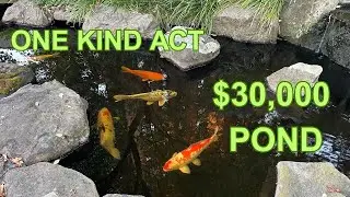 How a Random Act of Kindness became a $30K koi pond