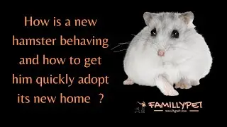 How is a new hamster behaving and how to get him quickly adopt its new home  ?