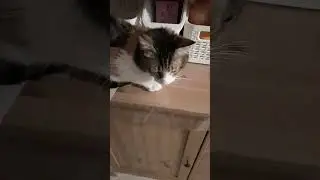 БОЛЬНАЯ КОШКА, РВОТА, ПОНОС