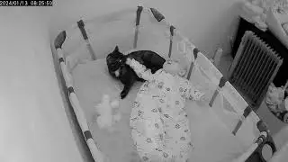 Cat jumps into the baby's bed! Baby and Cat are best friends! PushPaws - PushNoah