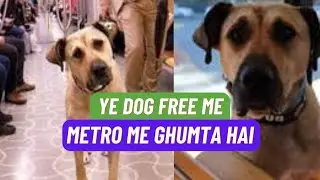 Meet Boji, The Dog Who Uses Metro, Ferry And Tram To Travel 30 Km Daily Alone #News01