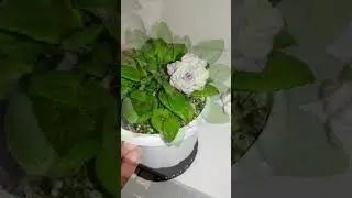 Ампельные фиалки трейлеры. Lituanika  ( Литуаника)