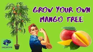 🥭 How to grow a mango tree from a seed 🥭