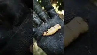 A live queen termite was found by a technician